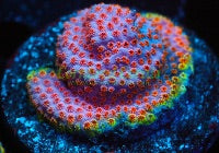 Skittle Bomb Cyphastrea