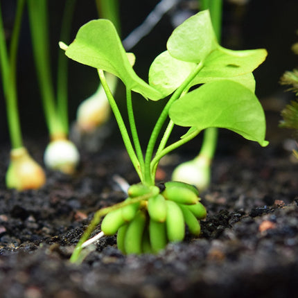 Banana Plant (Nymphoides aquatica)