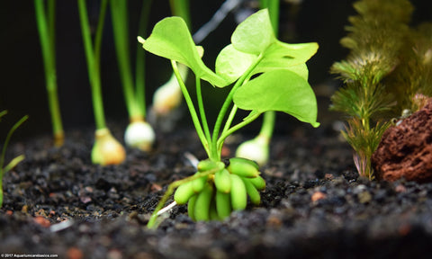 Banana Plant (Nymphoides aquatica)