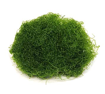 Chaeto (Chaetomorpha)