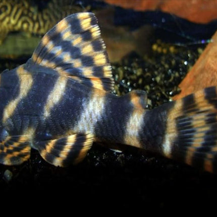 Pleco Clown - L-104 (Panaqolus maccus)