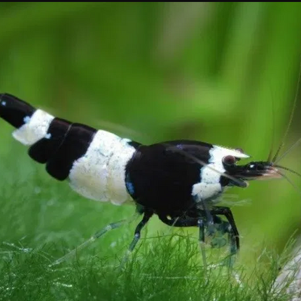 Shrimp Black Crystal (Neocaridina sp.)