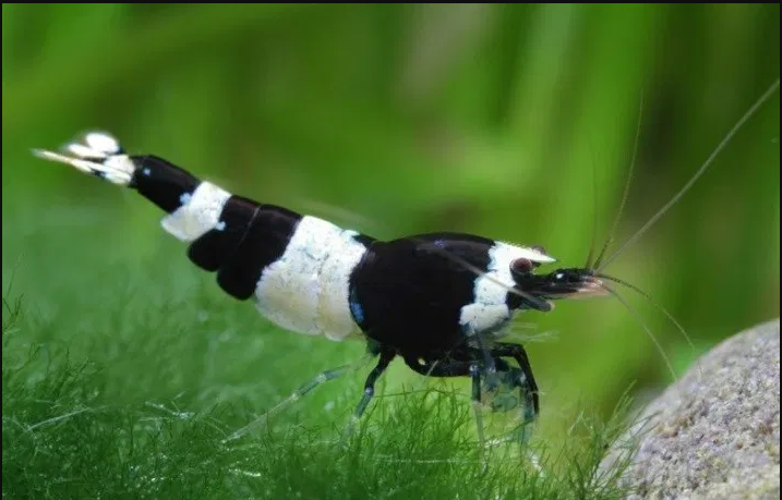 Shrimp Black Crystal (Neocaridina sp.)