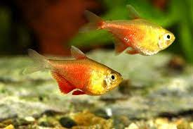 Tetra Gold Flame (Hyphessobrycon flammeus 'GOLD')