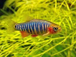 Rasbora Dwarf Emerald (Danio erythromicron)