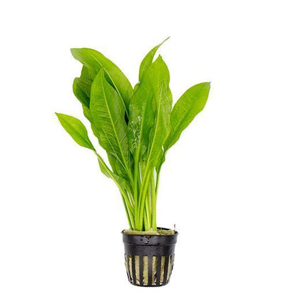 Sword Amazon (Echinodorus bleheri) (Pot)