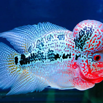 Flowerhorn - Young (Cichlasomatinae)