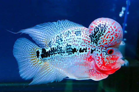 Flowerhorn - Young (Cichlasomatinae)