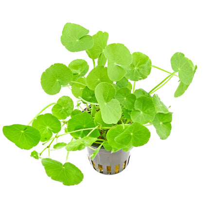 Brazilian Pennywort (Hydrocotyle leucocephala) (Terracotta Pot)