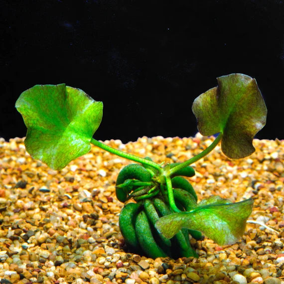 Banana Plant (Nymphoides aquatica)