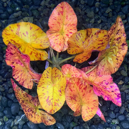 Nymphaea 'Tiger Lotus Red'