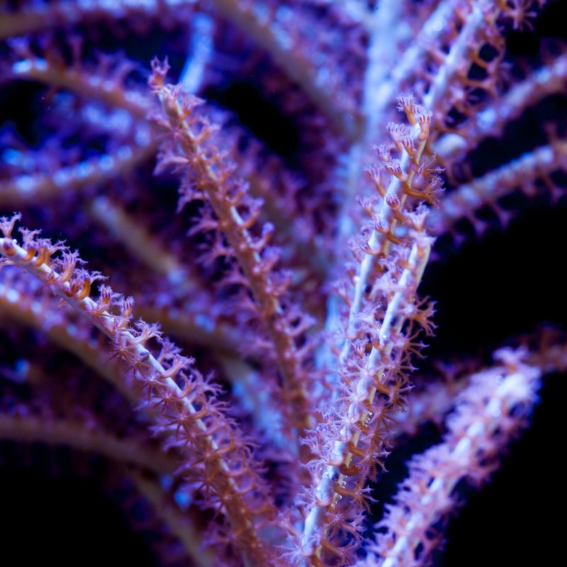 Gorgonian Purple Plume