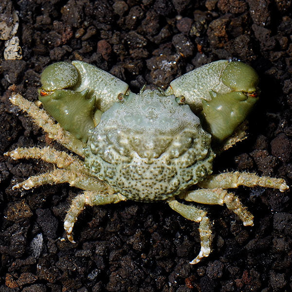 Crab Emerald (Mithraculus sculptus)