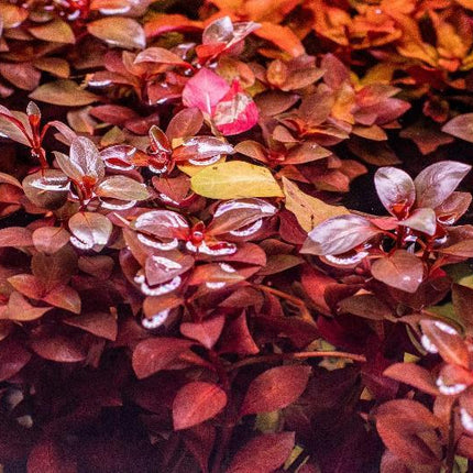 Ludwigia Repens 'Super Red'