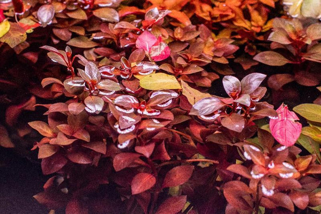 Ludwigia Repens 'Super Red'