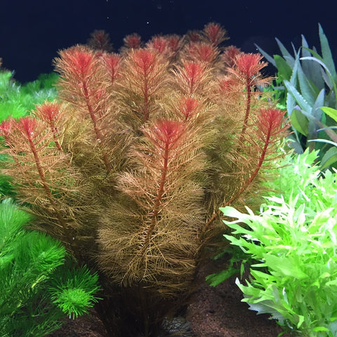 Myriophyllum tuberculatum (Terracotta Pot)