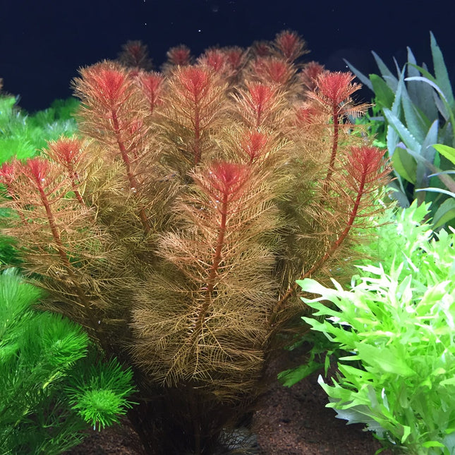 Myriophyllum tuberculatum (Terracotta Pot)