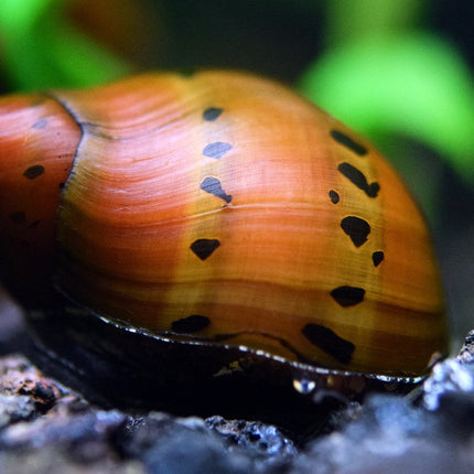 Snail Red Onion (Vittina semiconica)