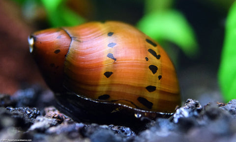 Snail Red Onion (Vittina semiconica)