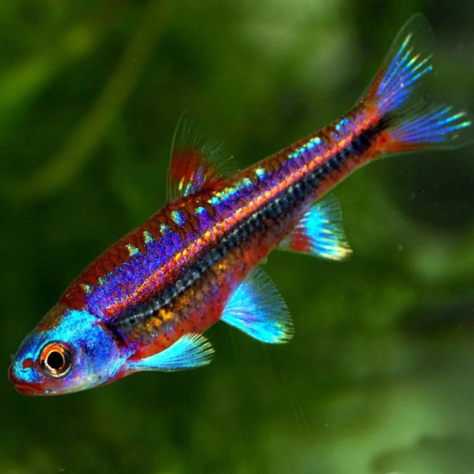 Rainbow Shiner (Notropsis chrosomus)