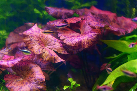 Nymphaea 'Tiger Lotus Red' (Pot)