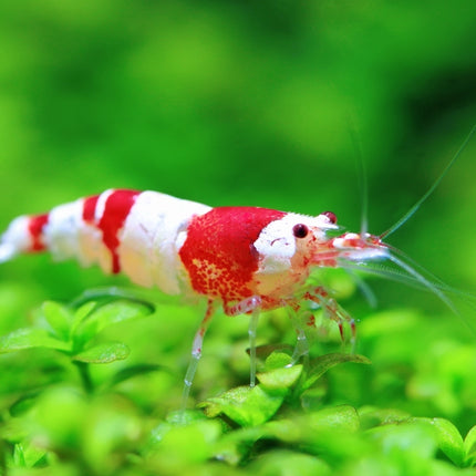 Shrimp Red Crystal (Neocaridina sp.)