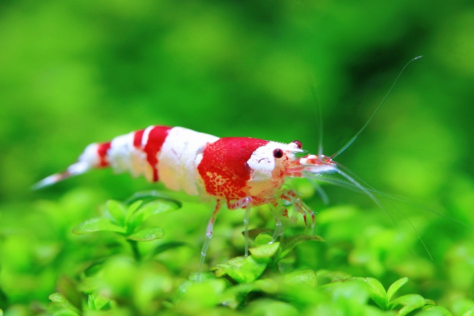 Shrimp Red Crystal (Neocaridina sp.)