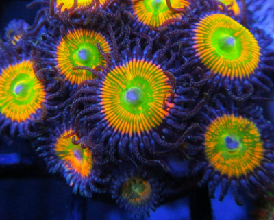 Sunny D's Zoanthid Frag