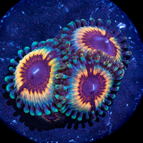 Vampire in Drag Zoanthid Frag
